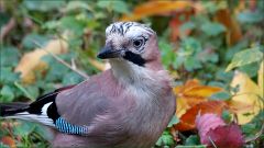 Eichelhäher im Herbstlaub