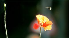 Mohn und Hummel Mohn und Hummel