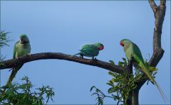 Drei Halsbandsittiche