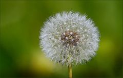 Löwenzahn Löwenzahn