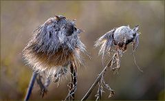 Verwelkt und vertrocknet Verwelkt und vertrocknet