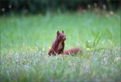 Eichhörnchen