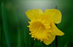 Osterglocke Osterglocke