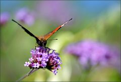 Pfauenauge Pfauenauge