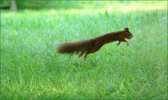 Eichhörnchen Eichhörnchen