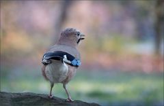 Eichelhäher Eichelhäher