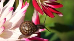 Dahlie und eine Schnecke
