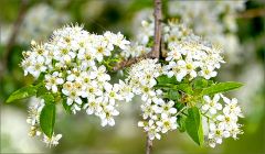 Baumblüten Baumblüten