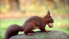 Eichhörnchen mit einer Walnuss