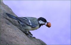 Kohlmeise mit einer Haselnuss