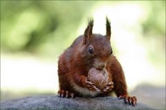 Eichhörnchen Eichhörnchen