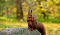 Eichhörnchen im November