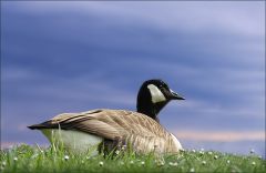 Kanadagans Kanadagans