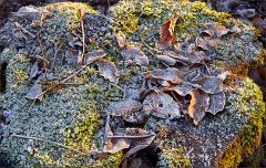 Blätter im Winter Blätter im Winter