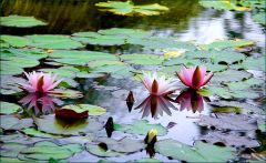 Seerosenteich Seerosenteich