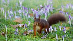 Eichhörnchen Eichhörnchen