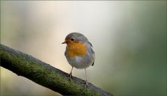 Rotkehlchen Rotkehlchen