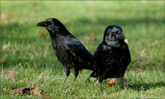Zwei Raben Zwei Raben