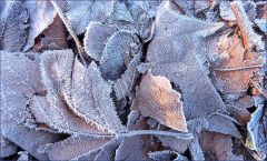 Laub mit Raureif Laub mit Raureif