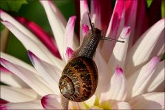Schnecke