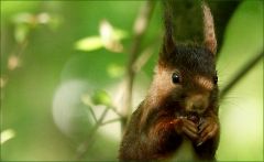 Eichhörnchen Eichhörnchen