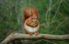 Eichhörnchen Eichhörnchen