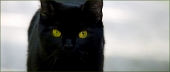 Katze Katze