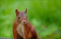 Eichhörnchen Eichhörnchen