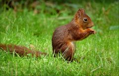 Eichhörnchen Eichhörnchen