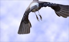 Eichelhäher im Flug Eichelhäher im Flug