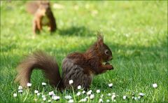 Eichhörnchen Eichhörnchen