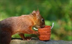 Eichhörnchen Eichhörnchen