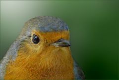 Rotkehlchen Rotkehlchen