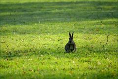 Wildkaninchen Wildkaninchen