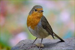 Guten Morgen Rotkehlchen Guten Morgen Rotkehlchen