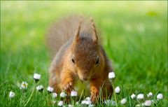 Eichhörnchen betrachtet Gänseblümchen Eichhörnchen betrachtet Gänseblümchen