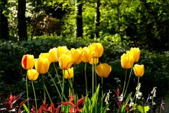 Wildtulpen am Waldrand Wildtulpen am Waldrand