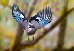 Eichelhäher im Anflug