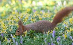 Eichhörnchen Eichhörnchen