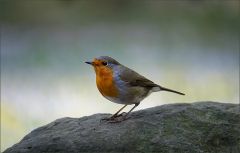 Rotkehlchen Rotkehlchen