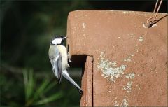 Meise am Vogelhaus Meise am Vogelhaus