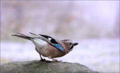 Eichelhäher Eichelhäher