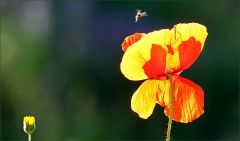 Sommermohn