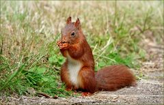 Eichhörnchen Eichhörnchen