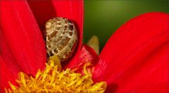 Schneckenhaus Schneckenhaus