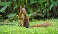 Eichhörnchen Eichhörnchen