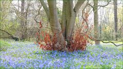 Wiese mit blühenden Blausternen im März Wiese mit blühenden Blausternen im März