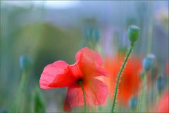 Mohn Mohn