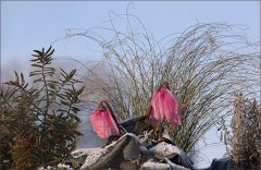 Alpenveilchen im Winter