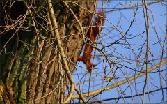 Eichhörnchen Eichhörnchen